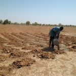 Apport de la fumure organique dans les trous de Zaï