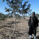 Marquage des arbres protégés à travers la Régénération Naturelle Assistée