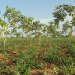 Petit mil sous les arbres issus de la régénération naturelle assistée (RNA) les feuilles mortes améliorent la fertilité des sols