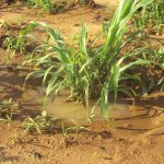 Retention de l'eau et de l'humidité sous un pied de mil grace à la technique du Zaï